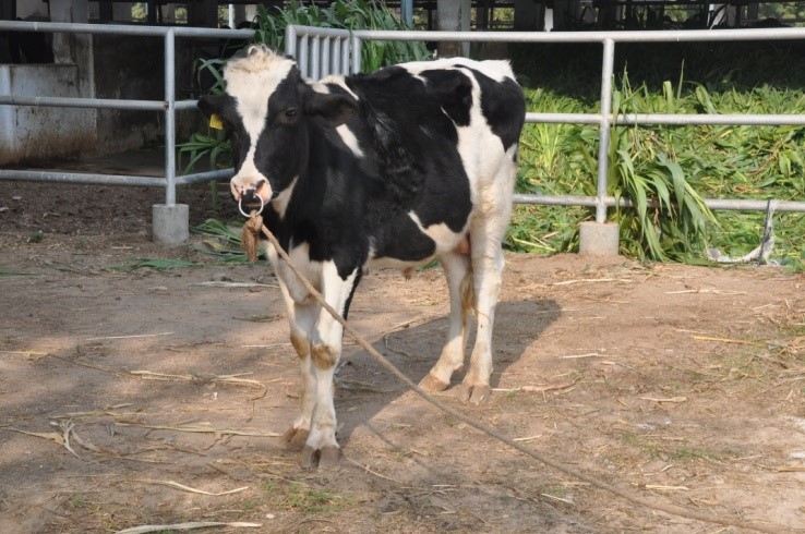 station at jagudan dudhsagar dairy dudhsagar dairy what enhancement works the best