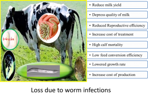 Mass Deworming - Loss due to Worm Infections